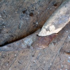 Capina, az erdőlés során használt rönkfeszítő szerszám. Fotó: Toró Attila.