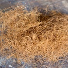 Afrik. Fotó: Toró Attila.