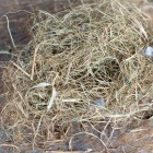 Tengerifű. Fotó: Toró Attila.