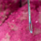 Kárpitos tű foka. Fotó: Toró Attila.